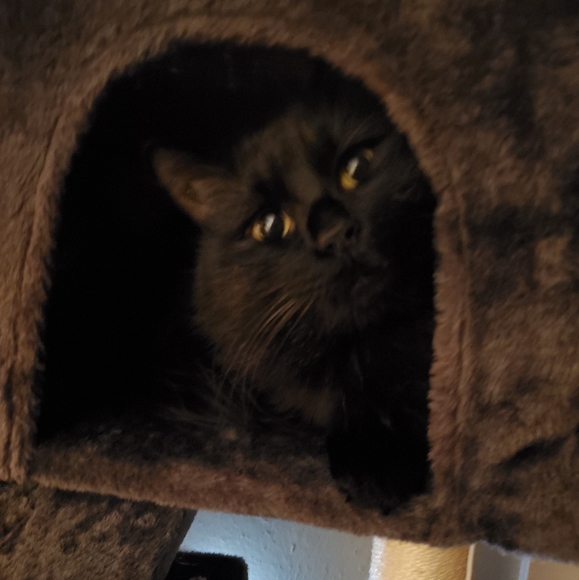 Meet your Posher, Mikaila - Picture 3 of 4